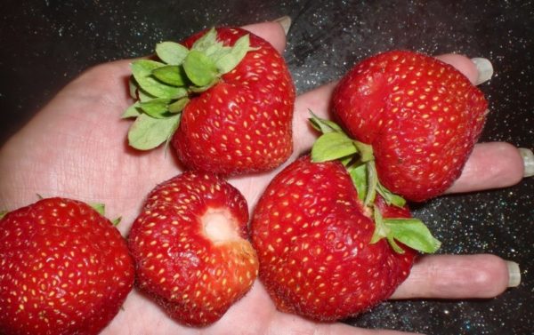 Çilek kimberly elinde yakın çekim