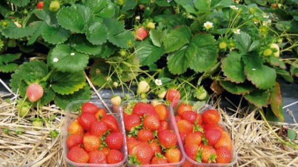 Picking strawberry berries marshmallows