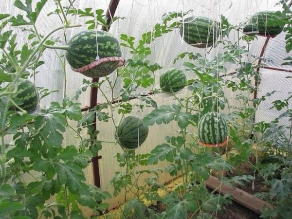 Ripe watermelons in the greenhouse