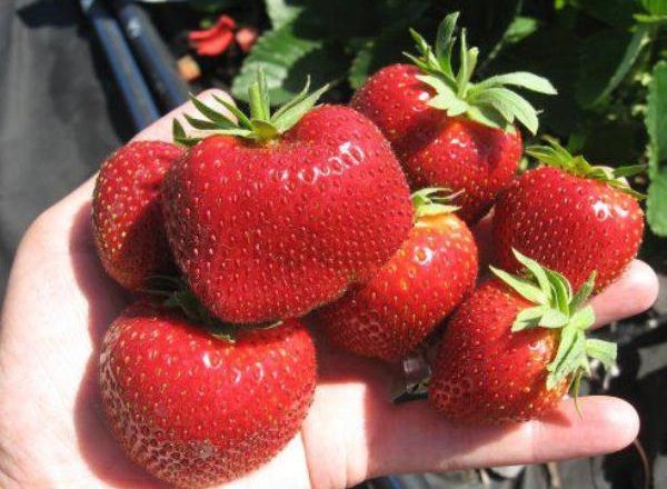  Φράουλα Μαλβίνα