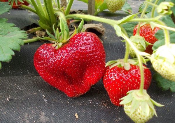 Cardinale di fragole