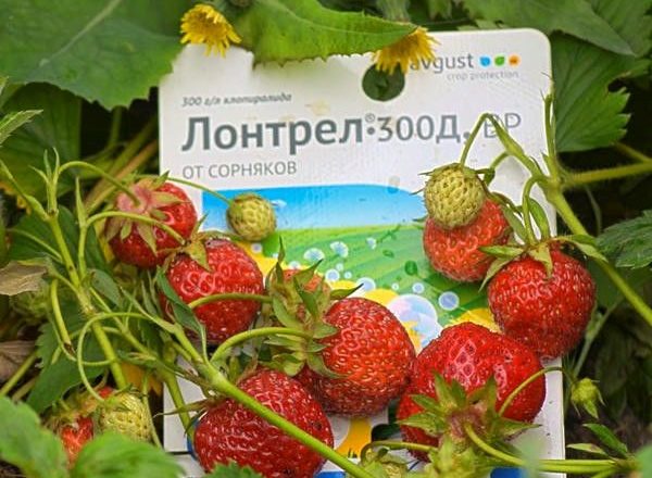  Ζιζανιοκτόνο Φράουλας