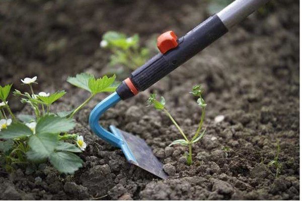 A remoção mecânica de ervas daninhas nem sempre ajuda