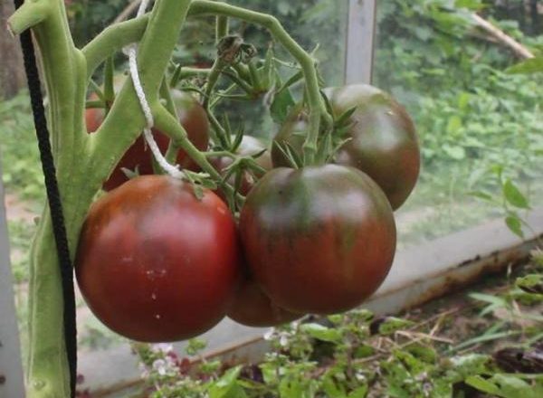  Tomato Black Prince