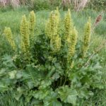 Η αγριογούρουνο έχει ευεργετική επίδραση στο Gigantella