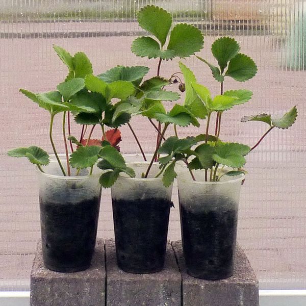 Η συνηθέστερη μέθοδος αναπαραγωγής είναι ένα μουστάκι με ριζωμένες ροζέτες.