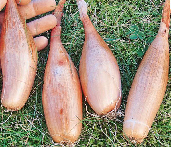 Échalotes fraîchement récoltées