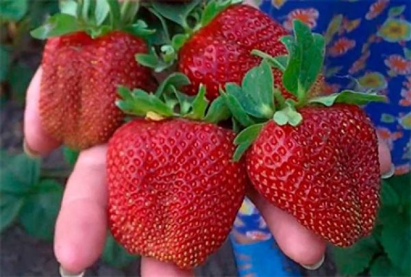 Φράουλα στρατηγοί κλείσει