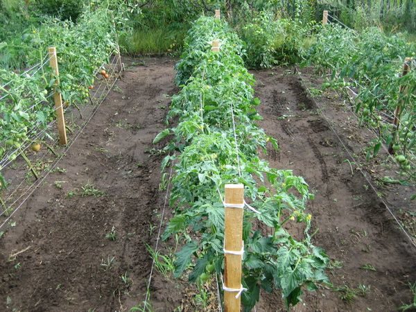tomato beds