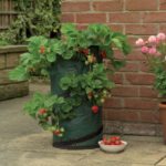 For private growing strawberries use small bags.