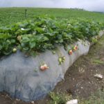 On an industrial scale - large bags