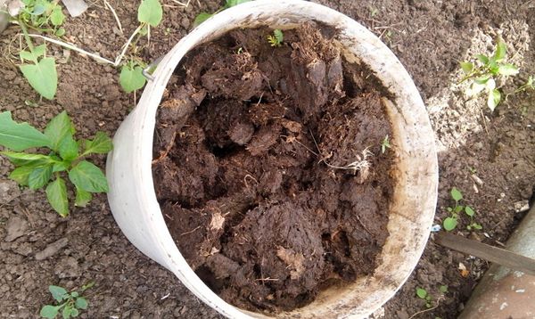 For soil fertilizer use one bucket of humus per square meter