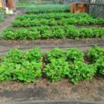 And you can plant in the ground, but will have to remove weeds more often