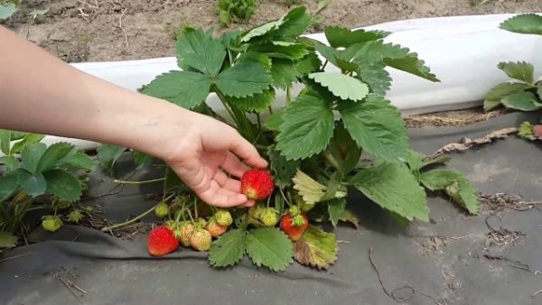 Strawberry picking first grader