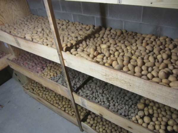 The best place for potatoes - cellar with ventilation