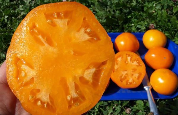 Υπάρχει μεγάλη ποσότητα καροτίνης στον πολτό.