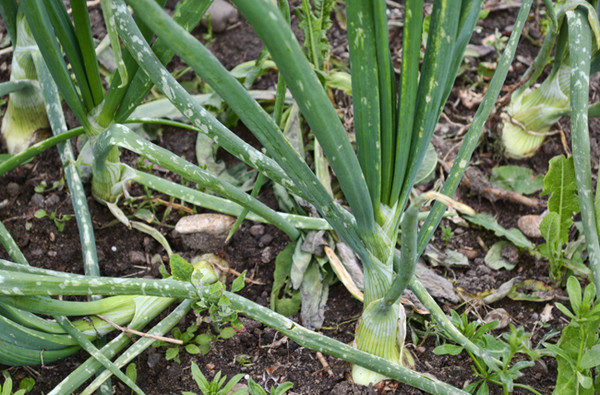 Onion struck by downy powdery mildew (peronosporosis)