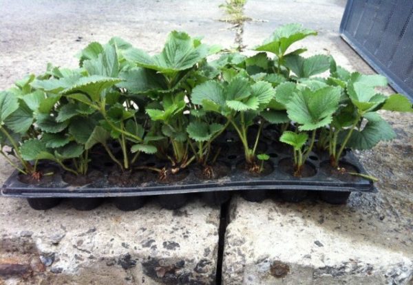 Setzlinge von Erdbeerelvira