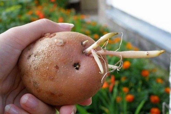 Les dates de débarquement varient selon les régions: à partir de la mi-avril et commandées au début du mois de juin.