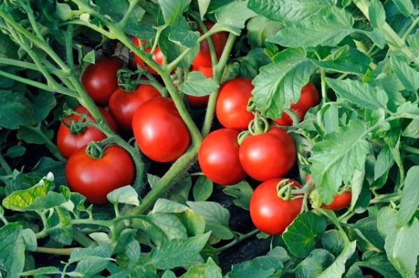 Nowadays, botanists carry a tomato to the Solanum genus.