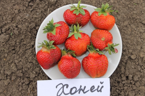  Honey Strawberry: variety description, planting and care, diseases and pests