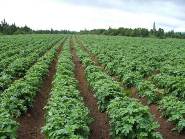Green potato bushes Lyubava on the field