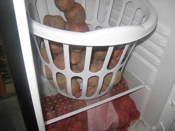 You can store potatoes in the refrigerator for no more than 10-14 days, observing t regimen