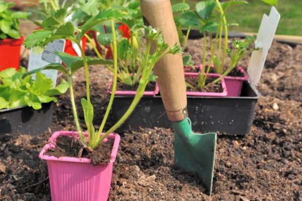 Landing is done in the spring in a well-lit, protected from the draft area.