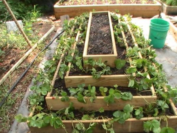 Tiered bed for strawberries from wood