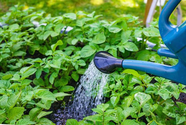 La velocità di irrigazione di 5 litri per cespuglio