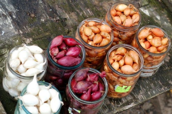 Sua escolha deve ser feita em favor das variedades que são altamente resistentes ao frio