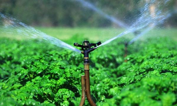 Каратоп е много придирчив към напояването - най-малко 2 пъти седмично