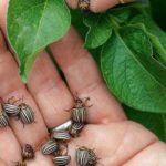 Колорадо бръмбар