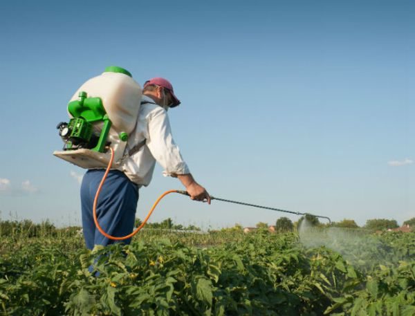 Per garantire un buon raccolto, è necessario proteggere la semina del blu da malattie e parassiti.