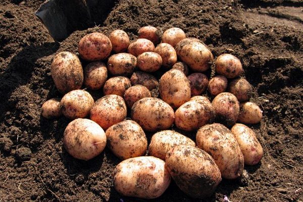 Pomme de terre Aurora