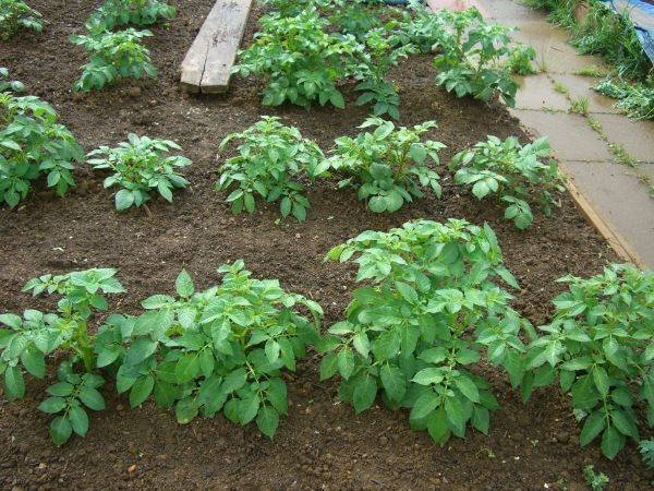 Colomba - une variété précoce populaire en Ukraine et en Russie