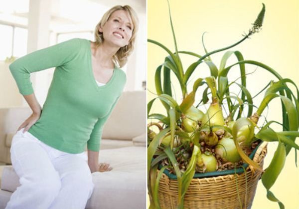 Στην λαϊκή ιατρική, οι αλοιφές γίνονται με βάση τα κινεζικά κρεμμύδια, τα οποία κάνουν εξαιρετική δουλειά με πόνο στις αρθρώσεις και στη σπονδυλική στήλη.