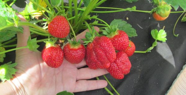 La resa delle fragole Jolie è molto alta e stabile