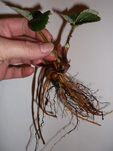 Dikimden önce, açık kök sistemine sahip fideler, bir manganez çözeltisi ile muamele edilir.