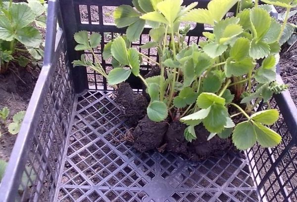 Çilek dikmek için kaliteli fideleri seçmek önemlidir.