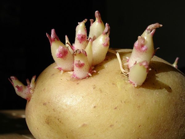 tubercule de pomme de terre