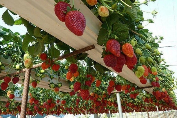  Growing strawberries using Dutch technology: the essence of the method, step-by-step implementation
