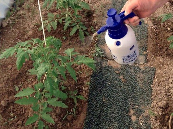 Fertilizing tomato bushes when grown in greenhouses is carried out in two stages