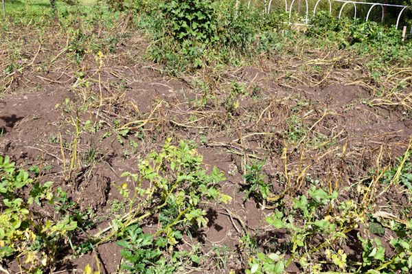 Dry and yellowed tops - a sign of ripe potato tubers