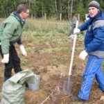 It is more convenient when one person digs up potatoes, and the second gets him out of the ground and sorts