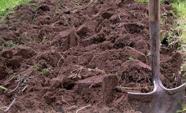 To enrich the soil with oxygen is loosening