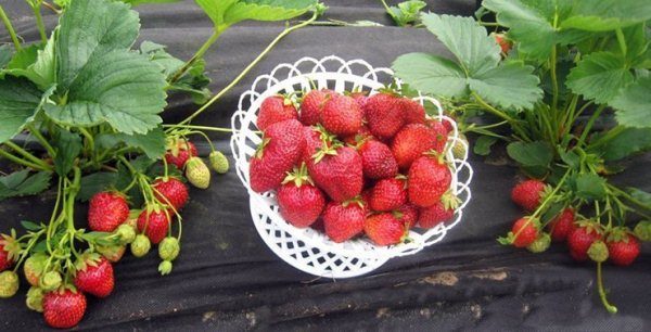 Dans le sud du pays, les fraises Crown peuvent être cultivées en plein air et, dans les régions plus septentrionales, la variété est recommandée pour la culture en serre.