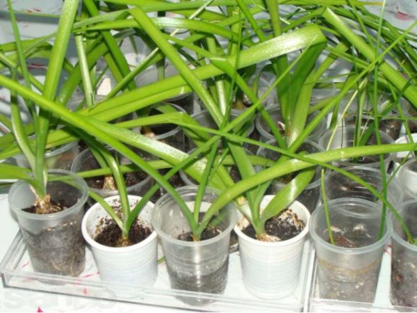 Plants d'oignon indien