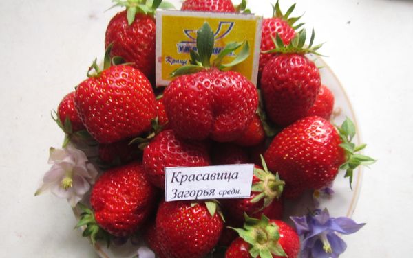 Schönheitsbräunung