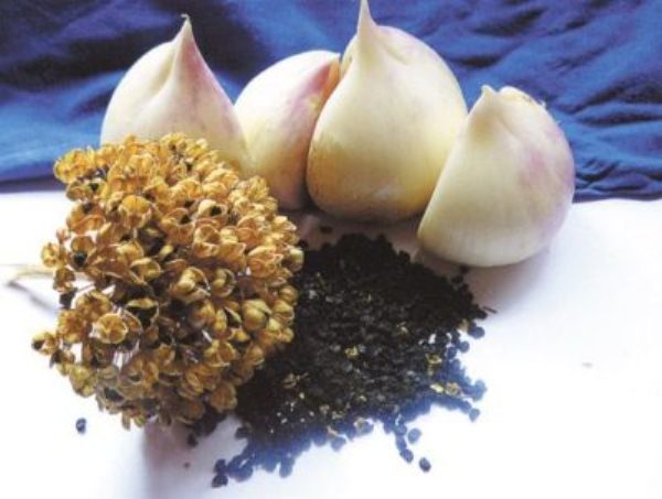 L'oignon et les graines de Suvorov se propagent